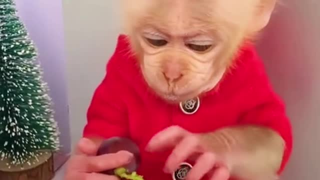 The grapes are delicious #monkey #delicious #grapes #cutemonkey