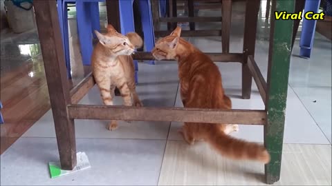 Cats fighting