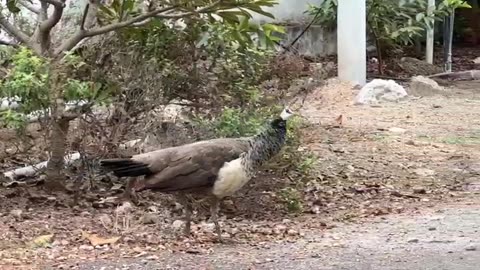 Peacock
