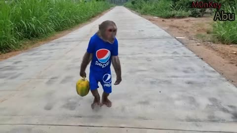 MONKEY ON THE ROAD