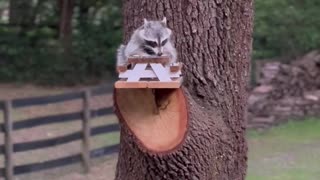 Raccoon Feasts at Little Picnic Table