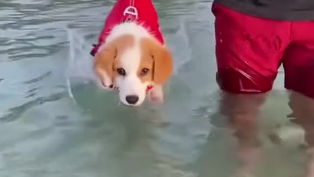 I’m literally in tears from cuteness.