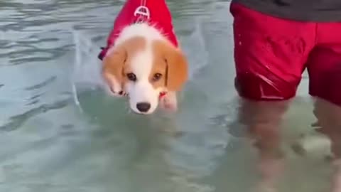 I’m literally in tears from cuteness.