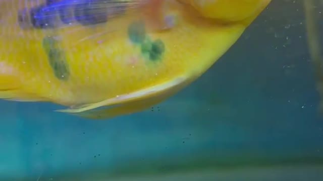 fish swimming in the water