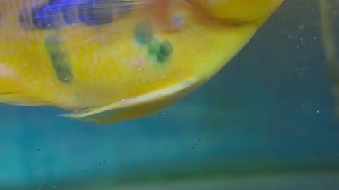 fish swimming in the water