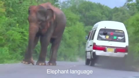 Sri Lanka Wild Elephant Attack | Terrifying Elephant Attack Caught on Camera