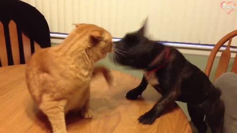 Cats vs Dogs Fighting - Funny Cats and Dogs Compilation