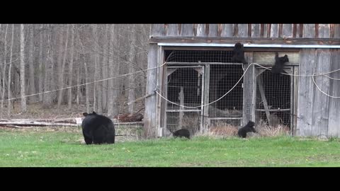 Person Witnesses Mamma Bear With Her Four Cubs Wandering Outside Their Den