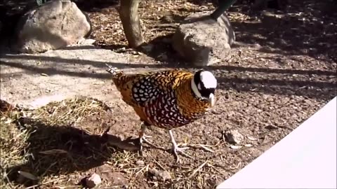 Beautiful golden pheasants wadding birds