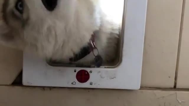he dog in this dog hole.