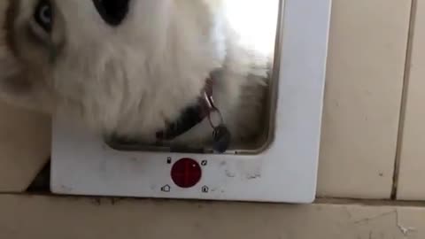 he dog in this dog hole.