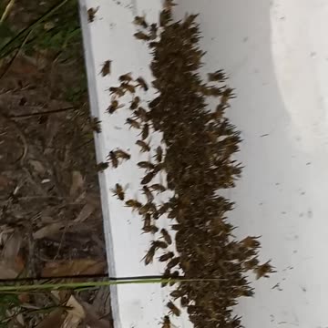 God has blessed us with bees.