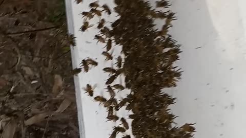 God has blessed us with bees.