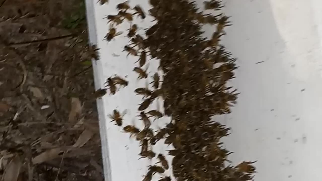 God has blessed us with bees.