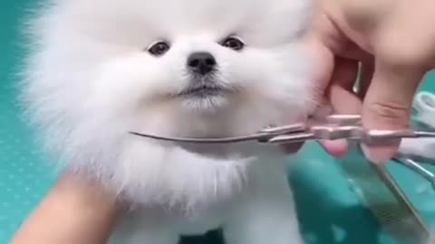 Cute Dog hair cutting and Transformation