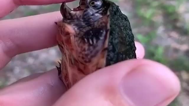 Small Tortoise in Hand #viral #rumble