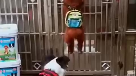 Funny Dogs video