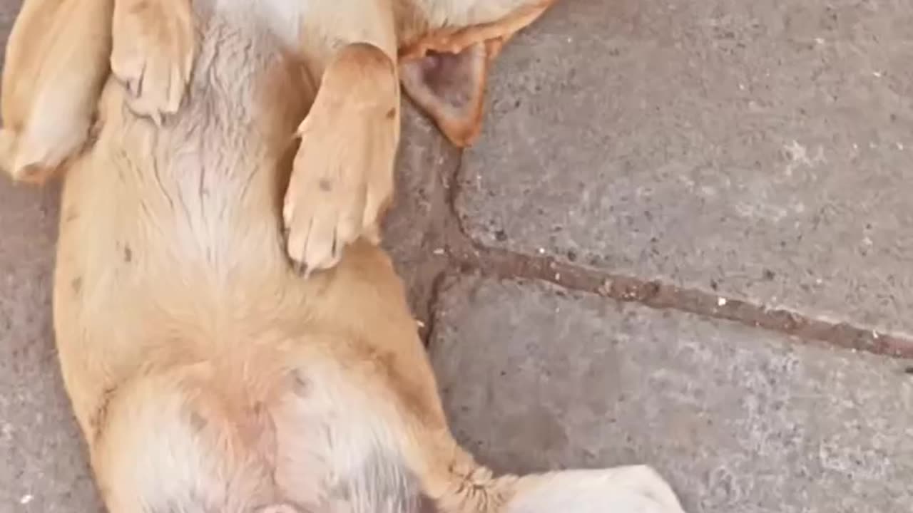 #videoDog sleep 😴😴 funny video