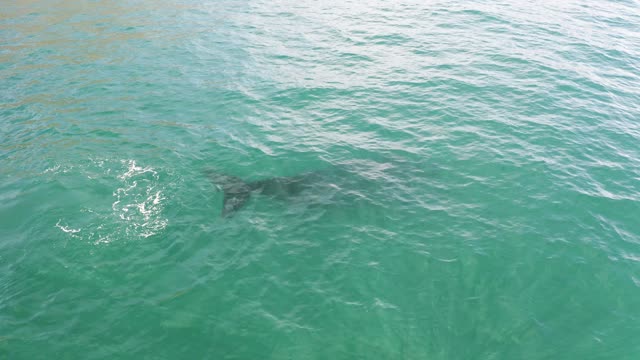 Southern Right Whale in the sea