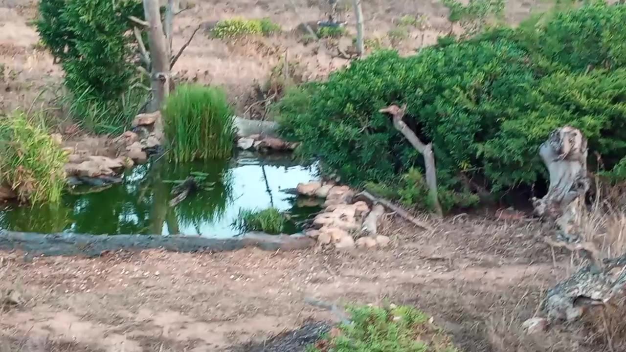 Discover Birding Portugal - Cabranosa, Sagres 25-06-2023 Vlog (262)