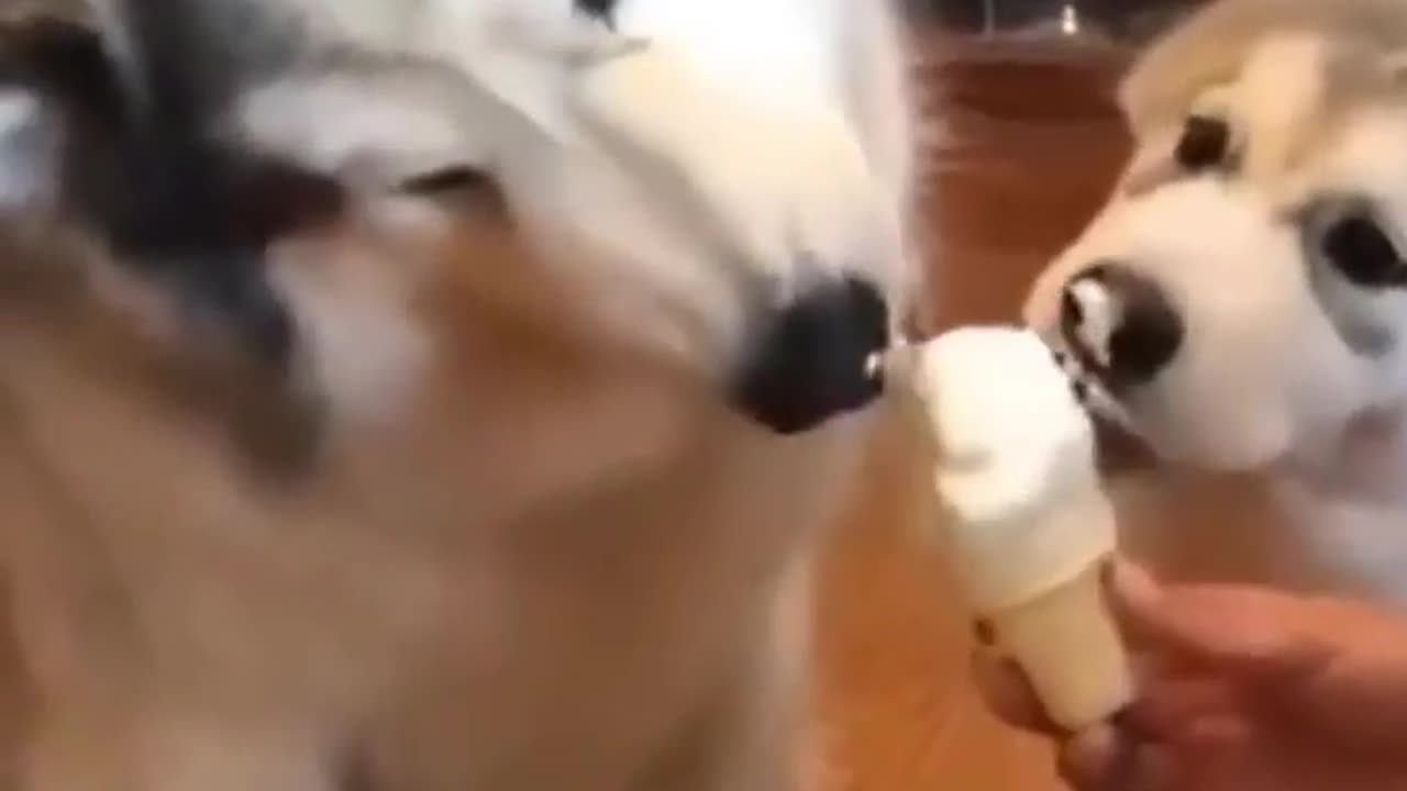 Mama dog sharing icecream with her puppy