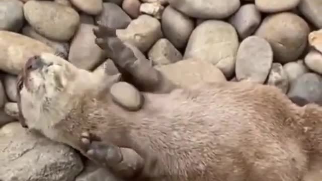 Mongoose plays stones