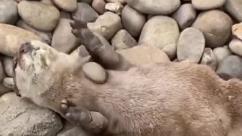 Mongoose plays stones