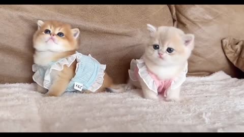 "Kitten Cuties: A Fluffy Parade of Adorable Feline Charm"