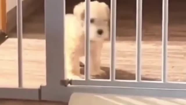 Cute Funny Animals Viral Clips😹|| #funny Cute Dogs