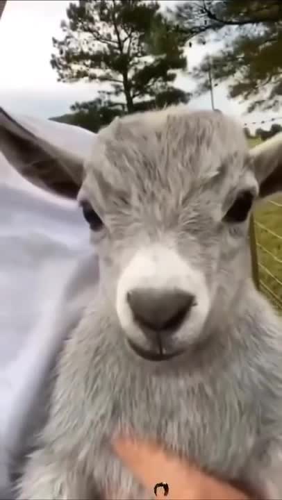 FUNNIEST ANIMALS EVER !!