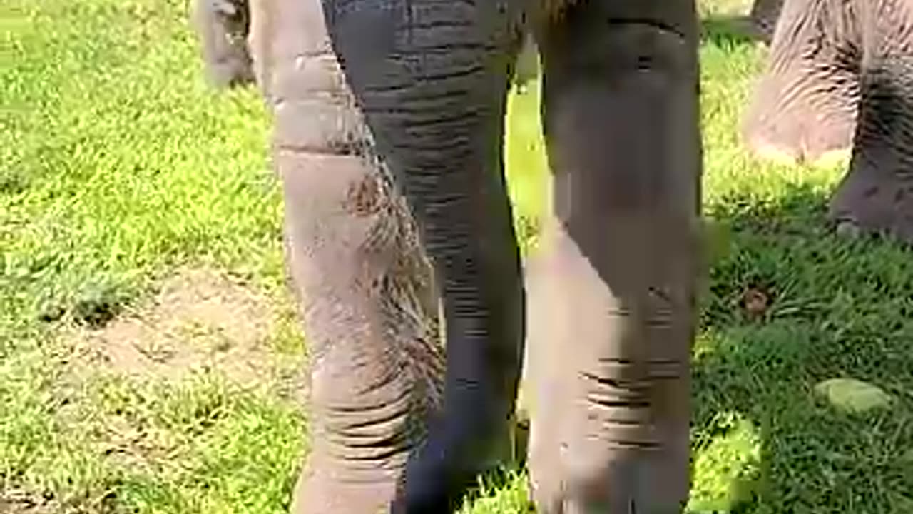 Baby elephant watermelon smash__