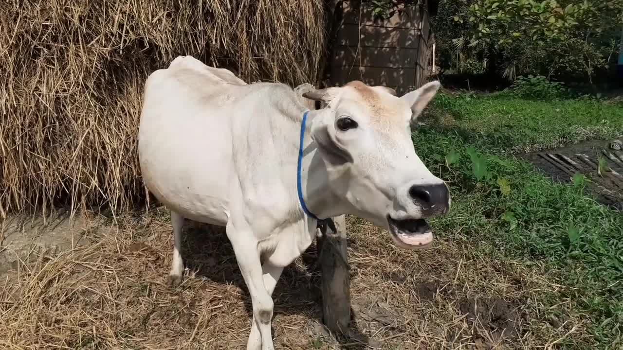 Cow Mooing In A Rural Village Area _ Eight Cow Voice Sound Once By Once In Our Village