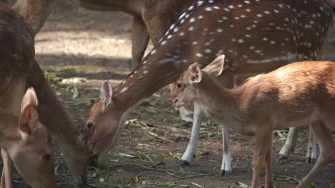 deer in forest