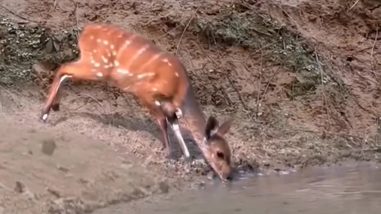 Crocodile ready to attack