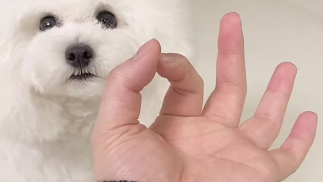 One size fits all(ARA) #woah #woahchallege #foryou #fyp #meme #tiktok #틱톡 #이아라 #pet #dog