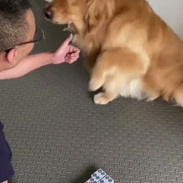 Mahjong with Labrador 🤝.