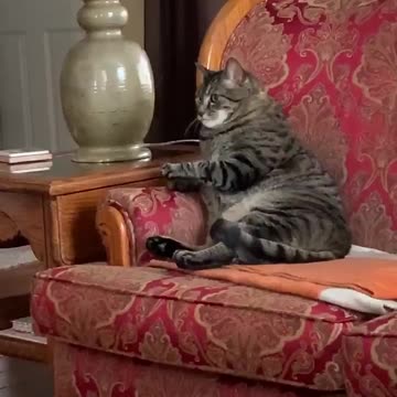 Cat plops on chair to watch TV