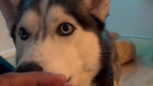 A trick from the neighborhood of dogs do not promote in your mind
