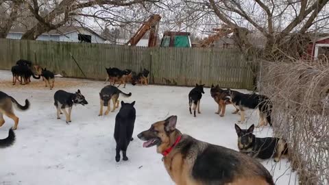 100 German Shepherds playing together_2 fun