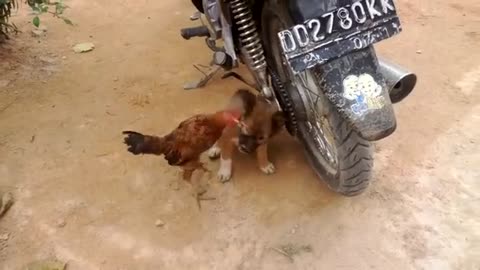 AYAM REMAJA MELAWAN ANAK ANJING