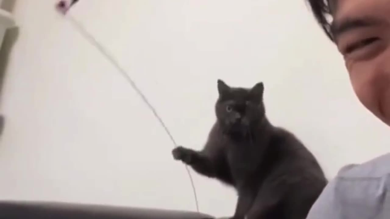 Funny and Cute Cats Videos #425