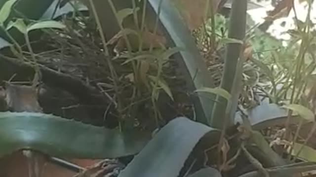 a Dove on a balcony, how great is the LORD !
