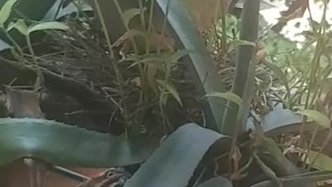 a Dove on a balcony, how great is the LORD !