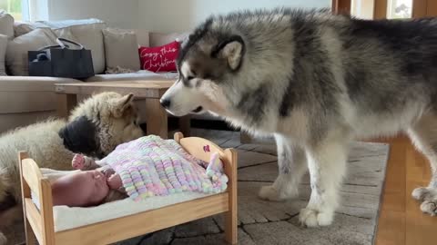 Wolf Pack Surround And Protect Newborn Baby! (Cutest Ever!!)