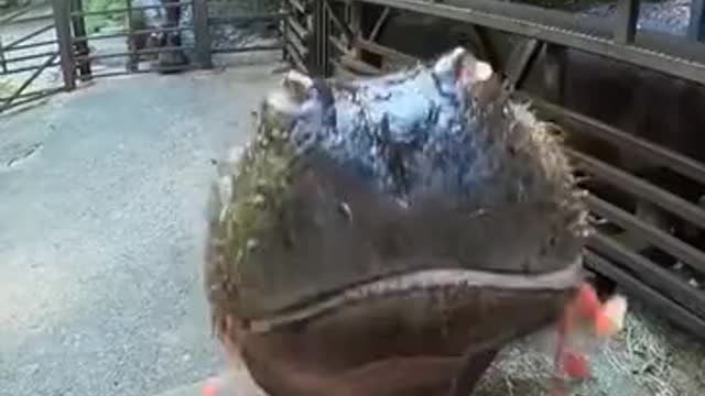 A Hippo Eating Watermelon