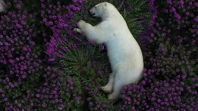 Shh... polar bears need naps too 💤