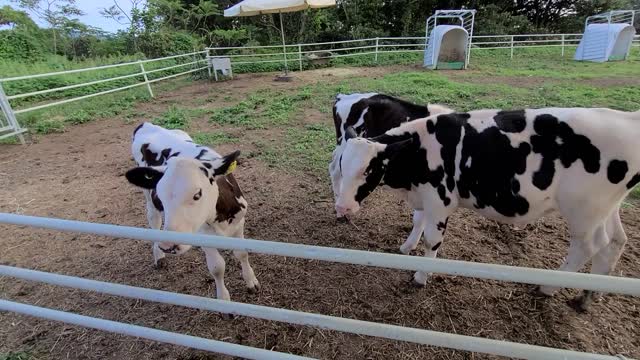 A Brindled cow (Ox)