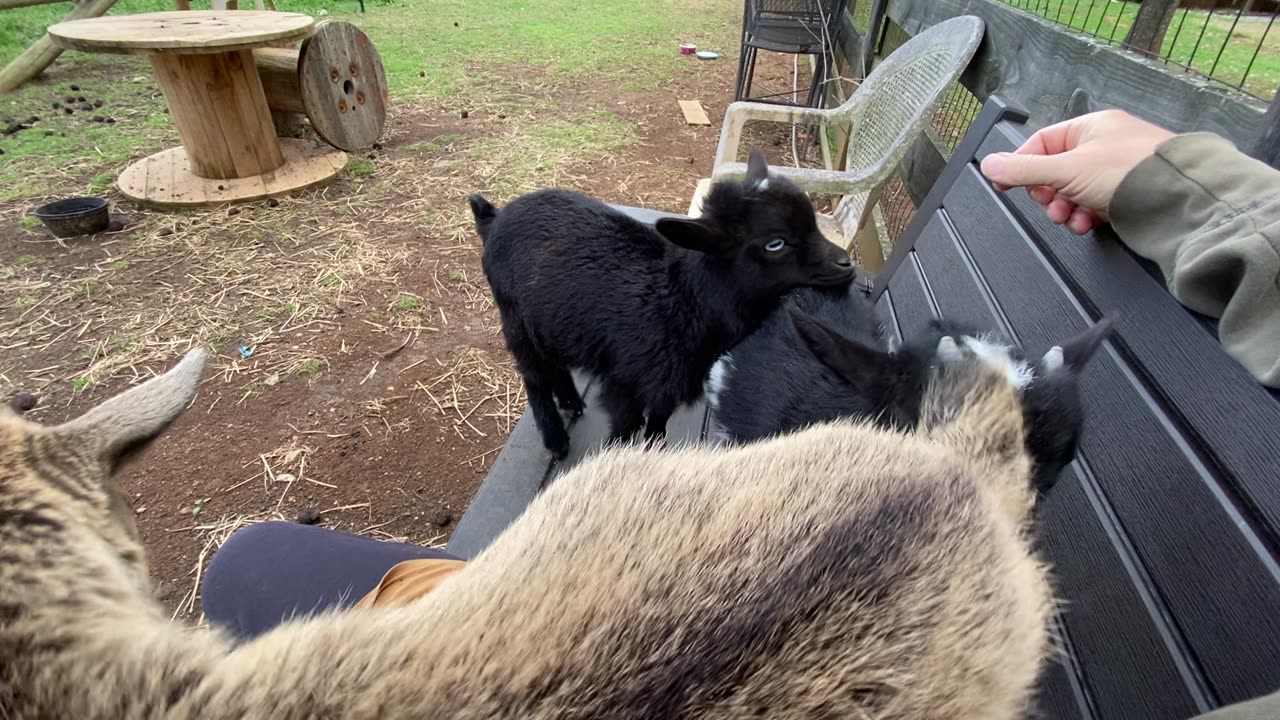 More lap goats