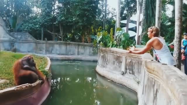 An orangutan receives a treat from a man. Everyone is shocked by what happens next.