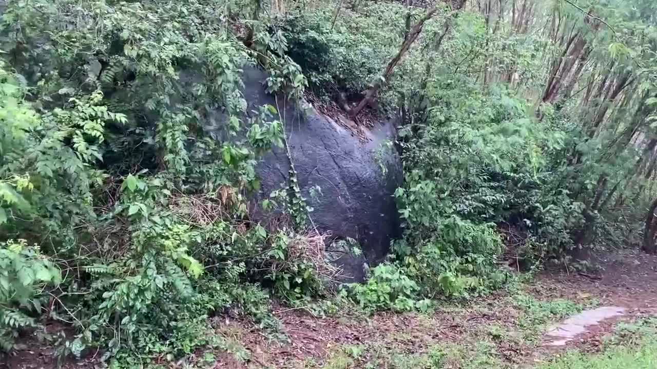 mystical cloud of mosquitoes in the forest